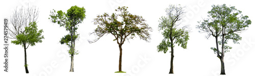 Set beautiful trees isolated on white background  Suitable for use in architectural design and decoration work.