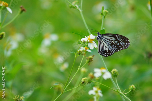 butterfly on flower (Common Blue Tiger  butterfly)