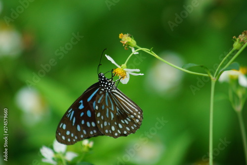 butterfly on flower (Common Blue Tiger  butterfly)