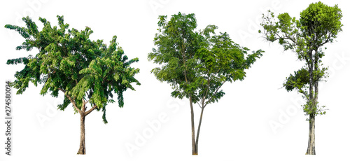 Set beautiful trees isolated on white background , Suitable for use in architectural design and decoration work. © Nudphon