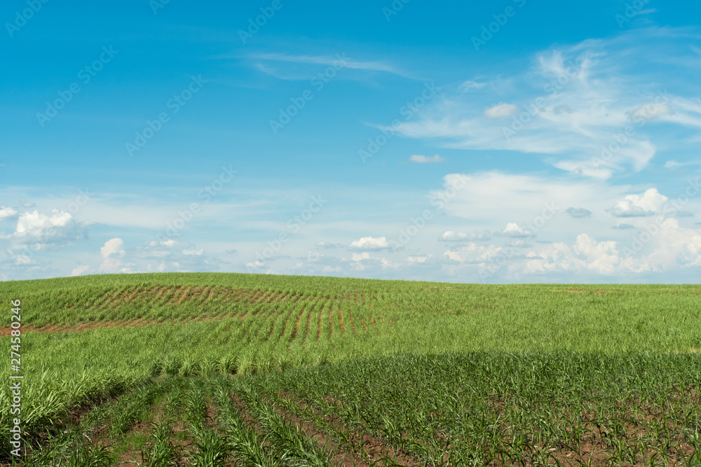 Cultivation of corn at the base of the mountains in the valley.