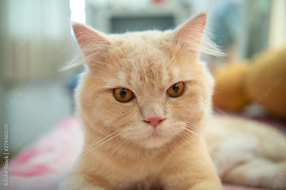 Close up portrait of orange cute cat with short hair is laying on the bed