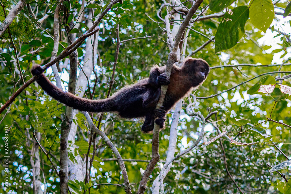 Fototapeta premium Brazil monkey