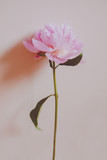 A May flower god, pink peony flower