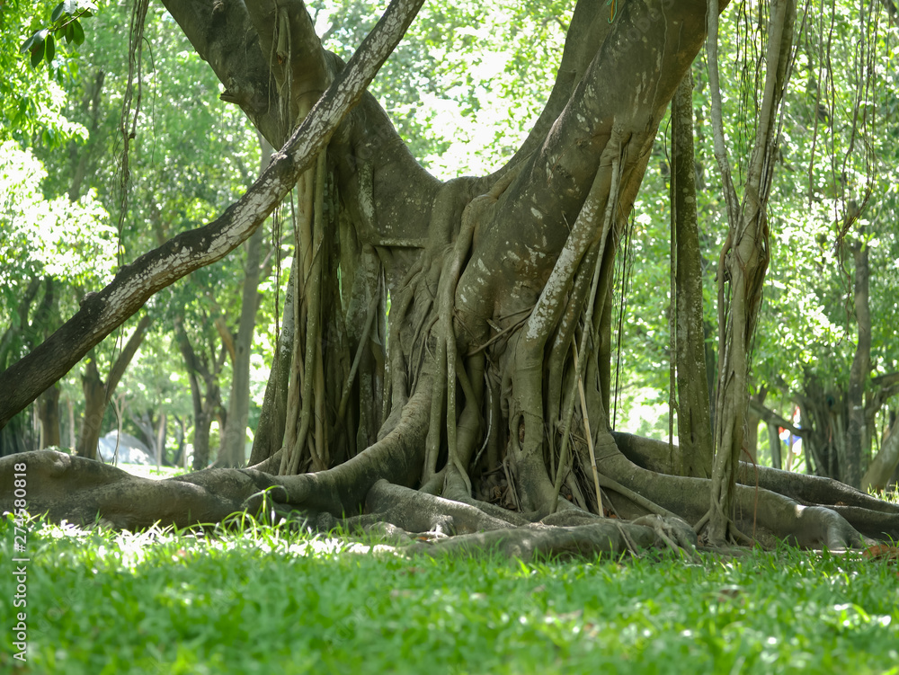 large tree with roots covering the ground, a large tree in the garden large tree with roots covering the ground, a large tree in the garden