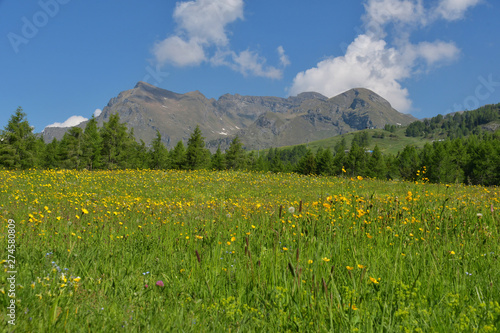 The green mountain meadows  covered with a thousand flowers