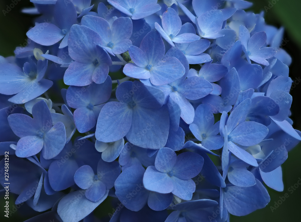 Blue hydrangea flower focusstacking Blue hydrangea flower focusstacking