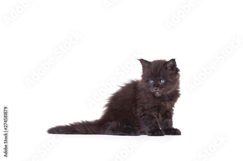 little cute black maine coon kitten