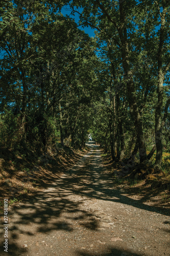 Gravel road shaded by lined trees