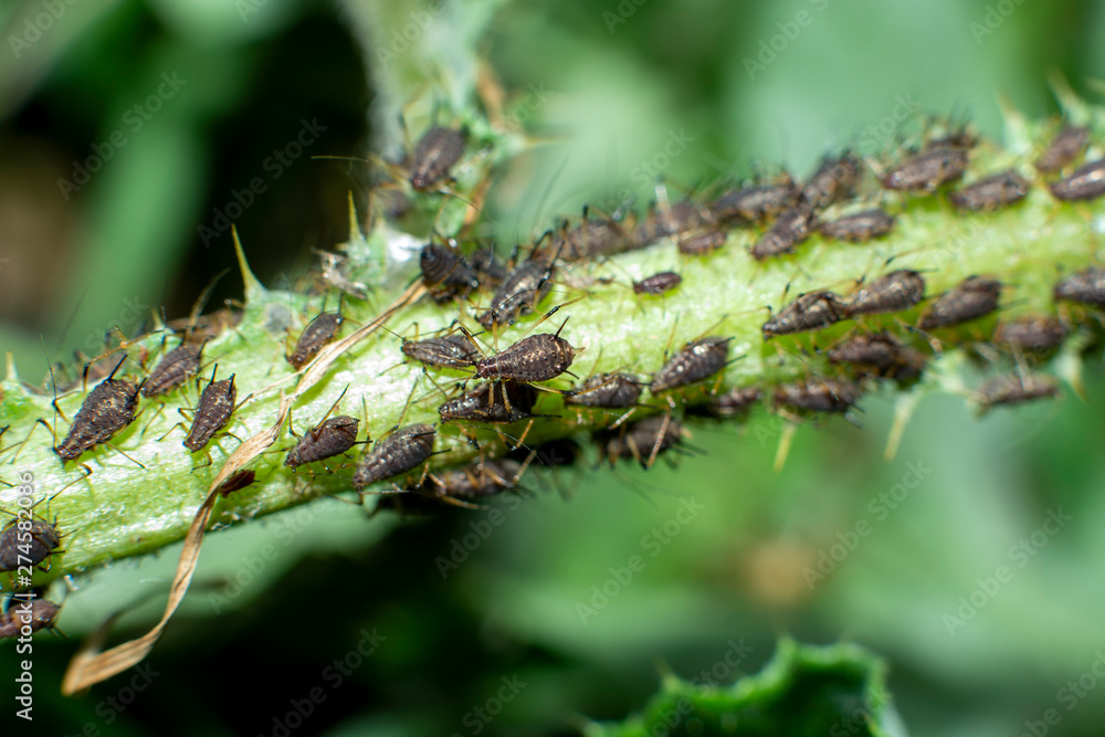 Fototapeta premium aphids