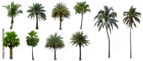 Set beautiful coconut and palm trees isolated on white background, Suitable for use in architectural design and decoration work.
