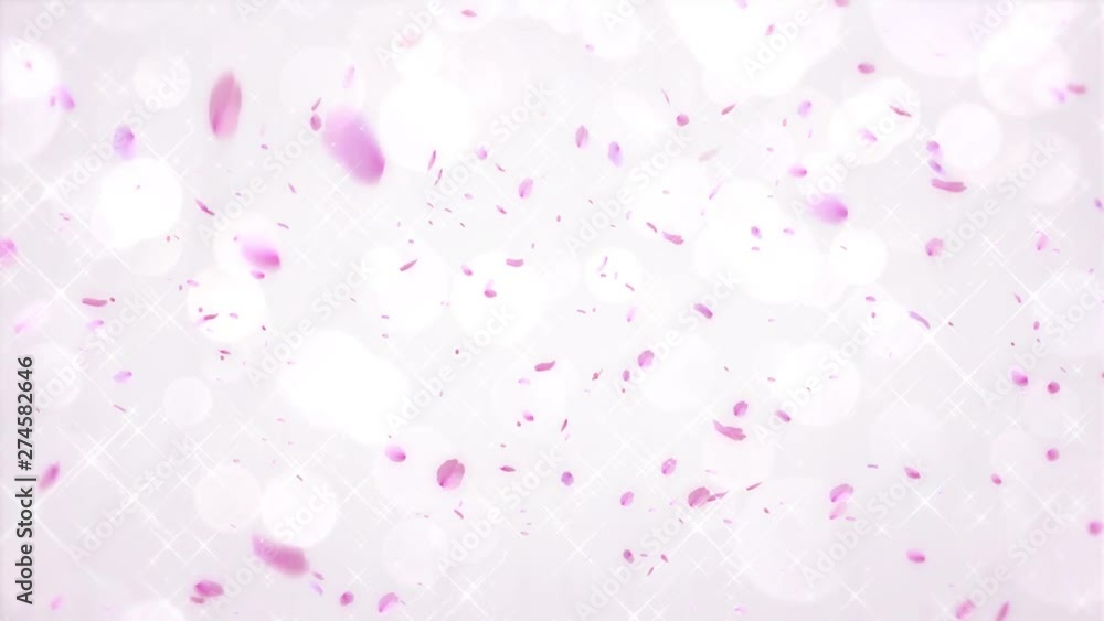 舞い落ちる桜(ループ可能)/白背景 舞い落ちる桜(ループ可能)/白背景