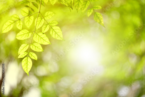 Green leaf nature i for wallpaper and background  Yellow color with copy space using as background natural green plants landscape