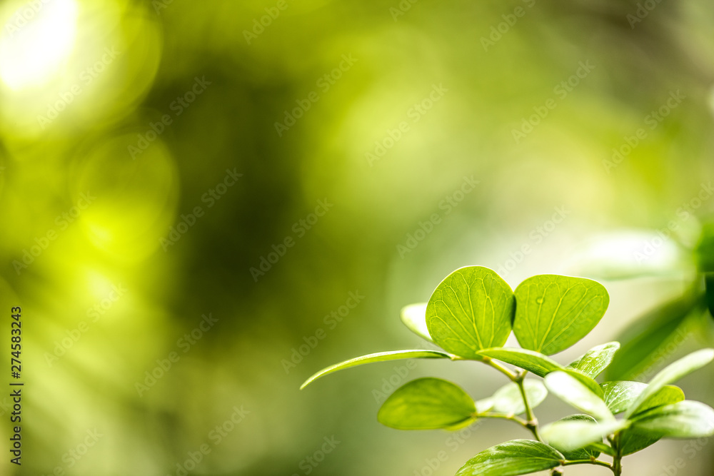 Green leaf nature i for wallpaper and background, Yellow color with copy space using as background natural green plants landscape Green leaf nature i for wallpaper and background, Yellow color with copy space using as background natural green plants landscape
