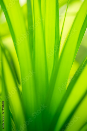Green leaf nature i for wallpaper and background  Yellow color with copy space using as background natural green plants landscape