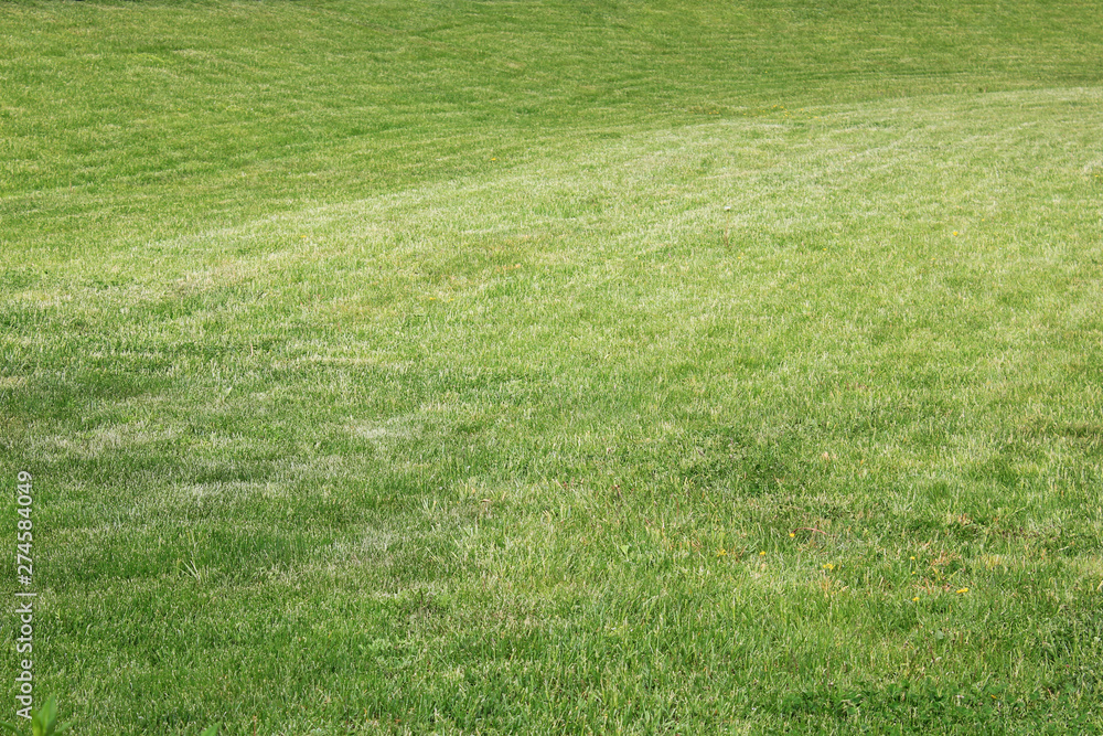 Green grass on wavy meadow and lawn. Hill landscape with fresh grass outdoors on summer day