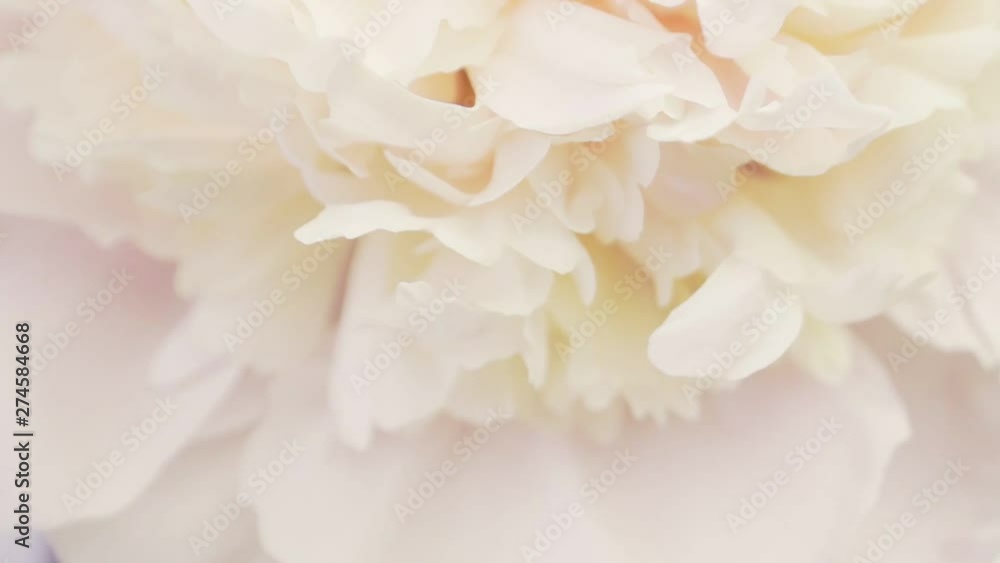 Many petals of white peony. Natural floral background Many petals of white peony. Natural floral background