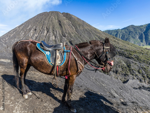 Horse at mount bromo in Java, Indonesia