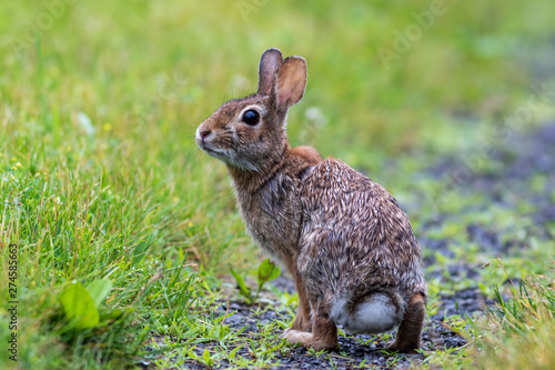 Young Eastern Cottontail (Sylvilagus Floridanus) rabbit on the grassy trail covered in morning dew photo