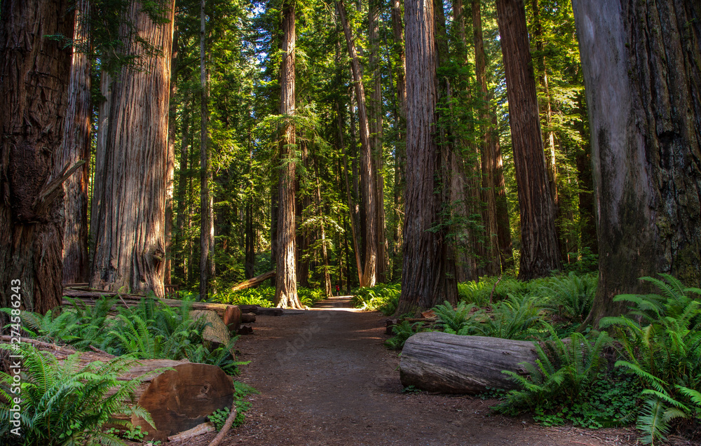 Fototapeta premium Redwood National Park