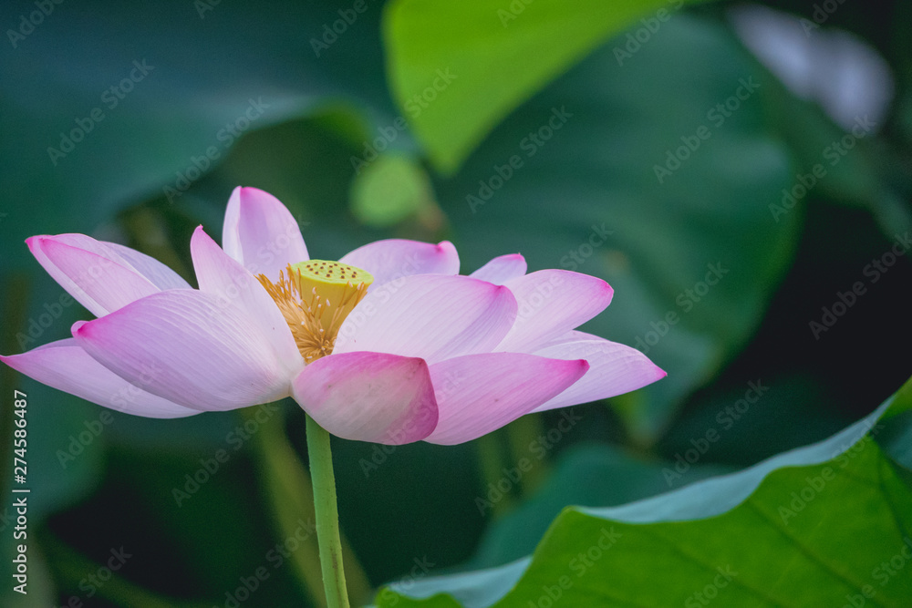 In summer, the lotus blossoms in the pond are just like a fairy. In summer, the lotus blossoms in the pond are just like a fairy.
