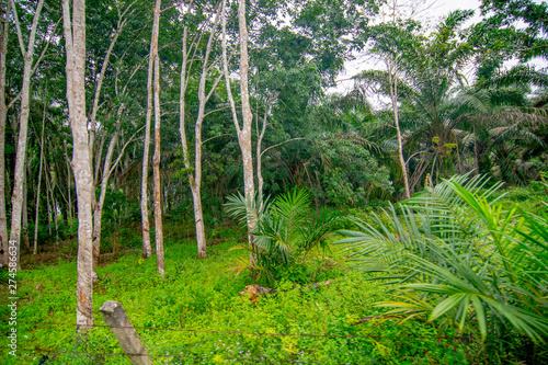 Rubber plantation  economic crop planting  forestry  rubber  plants and environment  forest growth  natural resources and oxygen  selective focus  blur background.