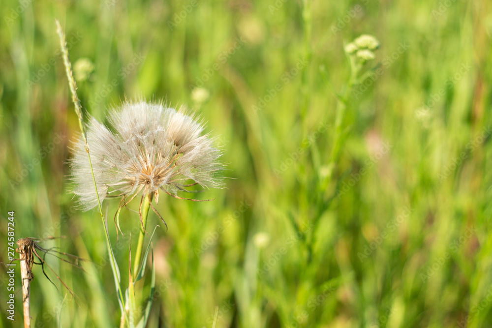 wild flowers in the field at relax morning time. Close-up wild flowers in the field at relax morning time. Close-up
