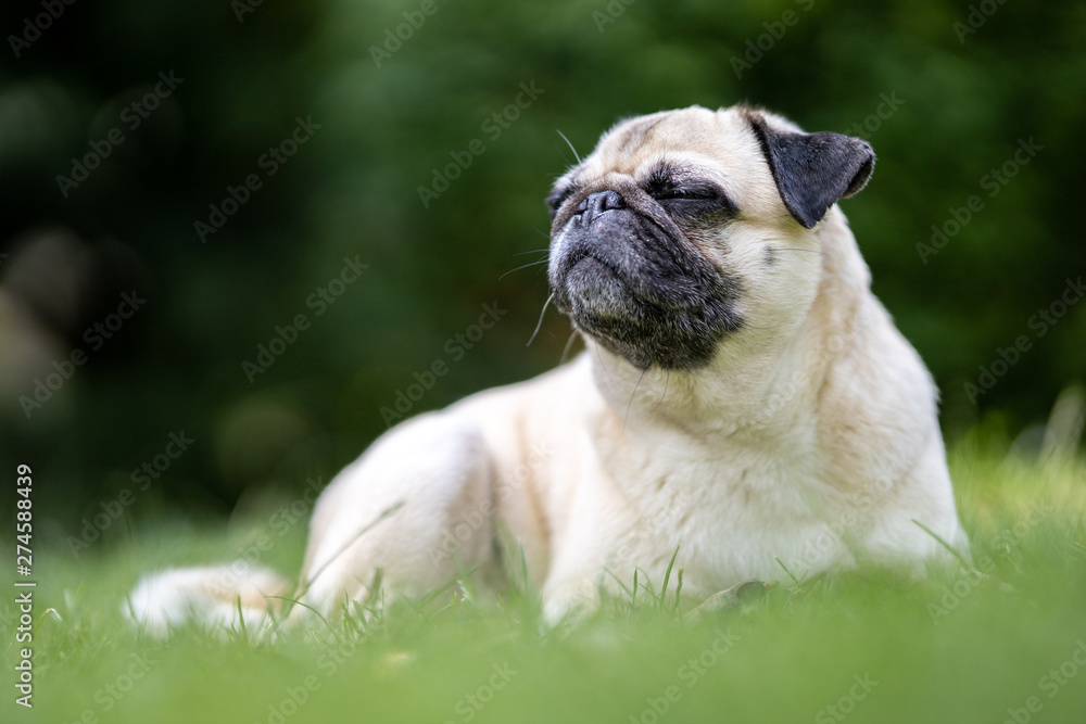 Hunderasse Mops im Portrait Stock Photo Adobe Stock