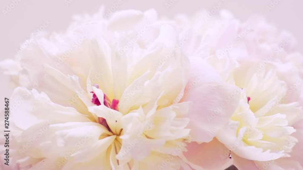 A bouquet of white-pink peonies. Natural floral background. Valentine's day concept, wedding background A bouquet of white-pink peonies. Natural floral background. Valentine's day concept, wedding background
