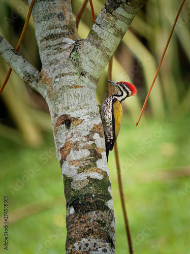 Common Flameback - Dinopium javanense - or Goldenback is a beautiful bird in the woodpecker family Picidae photo