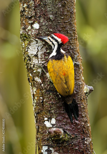 Common Flameback - Dinopium javanense - or Goldenback is a beautiful bird in the woodpecker family Picidae photo