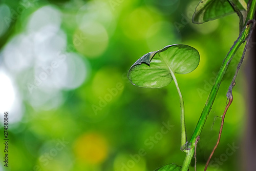 Money plant leaf in the blue sky. oncept of progress.