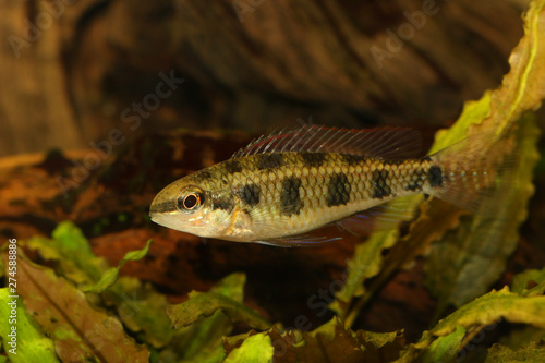 Checkerboard Cichlid Dicrossus maculatus aquarium fish dwarf cichlid 