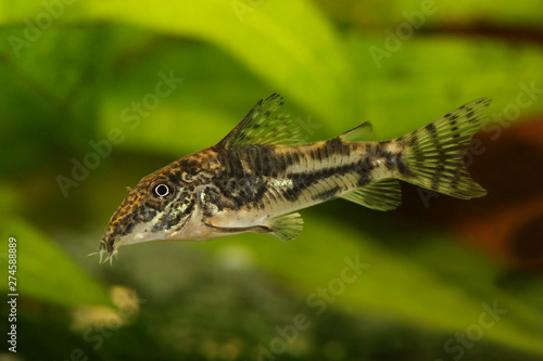 Catfisch banded corydoras or bearded catfish Aquarium Fish Corydoras barbatus