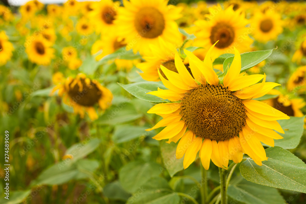 fields of bright flowering sunflowers