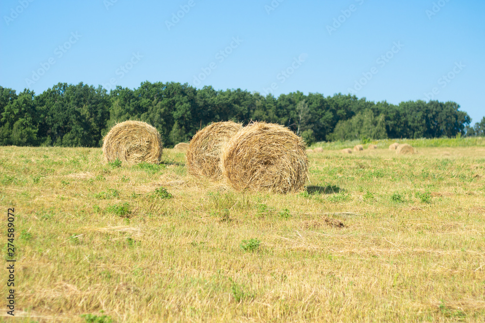 Haystack harvest agriculture field landscape. Agriculture field haystack view. Haystack field panorama. Haystack harvest agriculture field landscape. Agriculture field haystack view. Haystack field panorama.