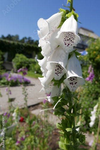 Weisser Fingerhut - Digitalis purpurea Alba