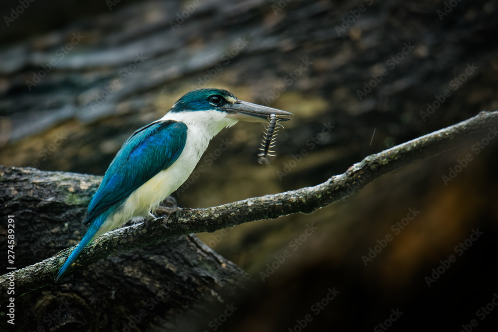 Collared Kingfisher Todiramphus chloris mediumsized kingfisher with