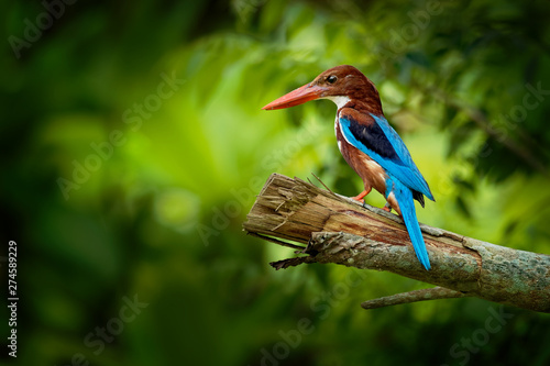 Konstfotografi White-throated Kingfisher Halcyon smyrnensis on the branch, also known as the wh