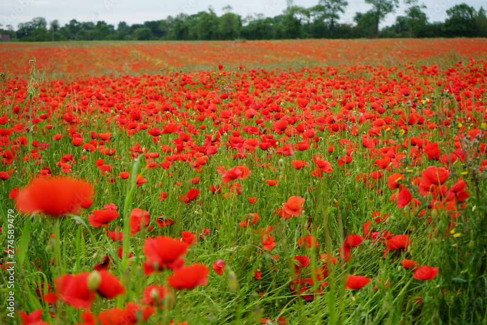 Obraz premium pole maków