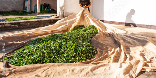 Tablou pe pânză Tea farmer laying the leaves at courtyard for natural drying.