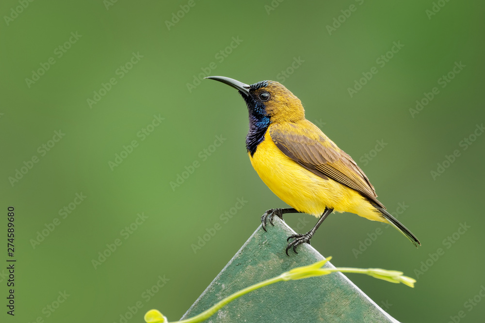 Olive-backed sunbird - Cinnyris jugularis, also known as the yellow-bellied sunbird, is a southern Far Eastern species of sunbird