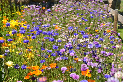 Wildflower garden, Jersey, U.K. Summer flowers.
