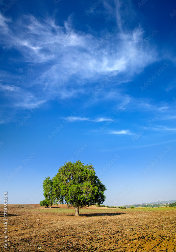 single green tree on countryside landscape over blue sky with clouds