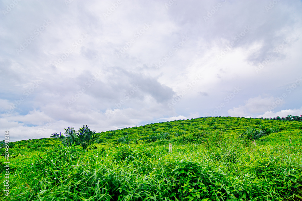 Obraz premium Palm oil tree replant in plantation at Malaysia