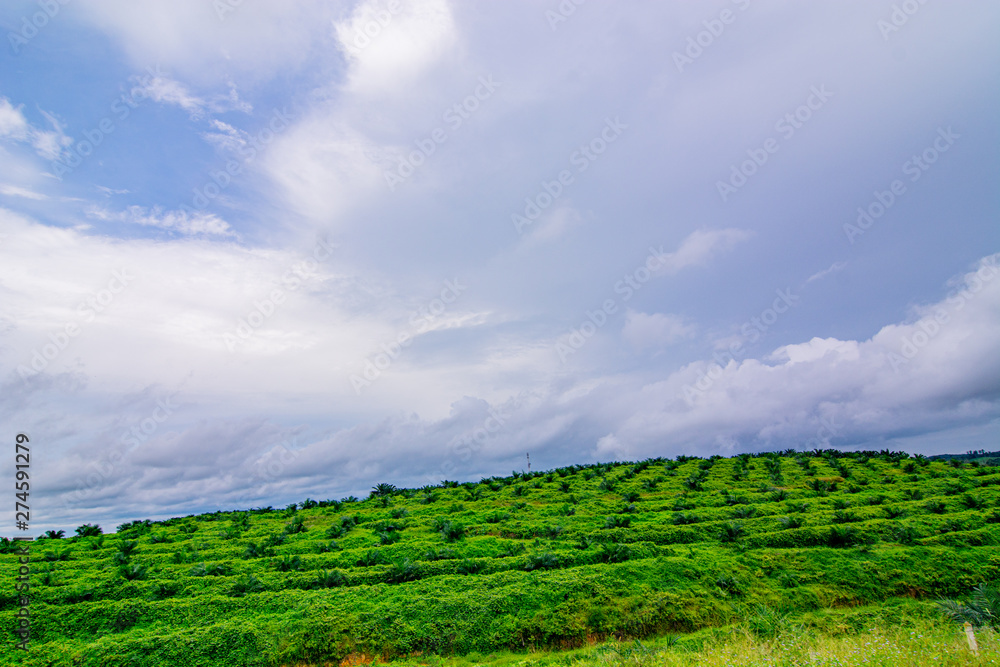 Palm oil tree replant in plantation at Malaysia