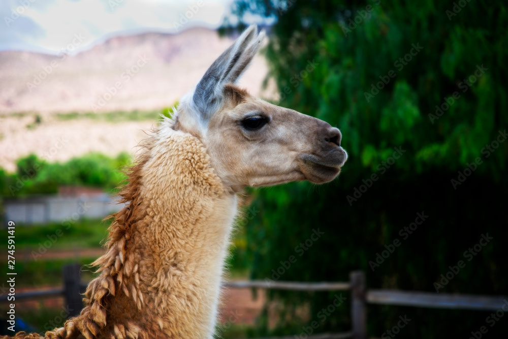 Fototapeta premium A beautiful llama in Salta, Argentina