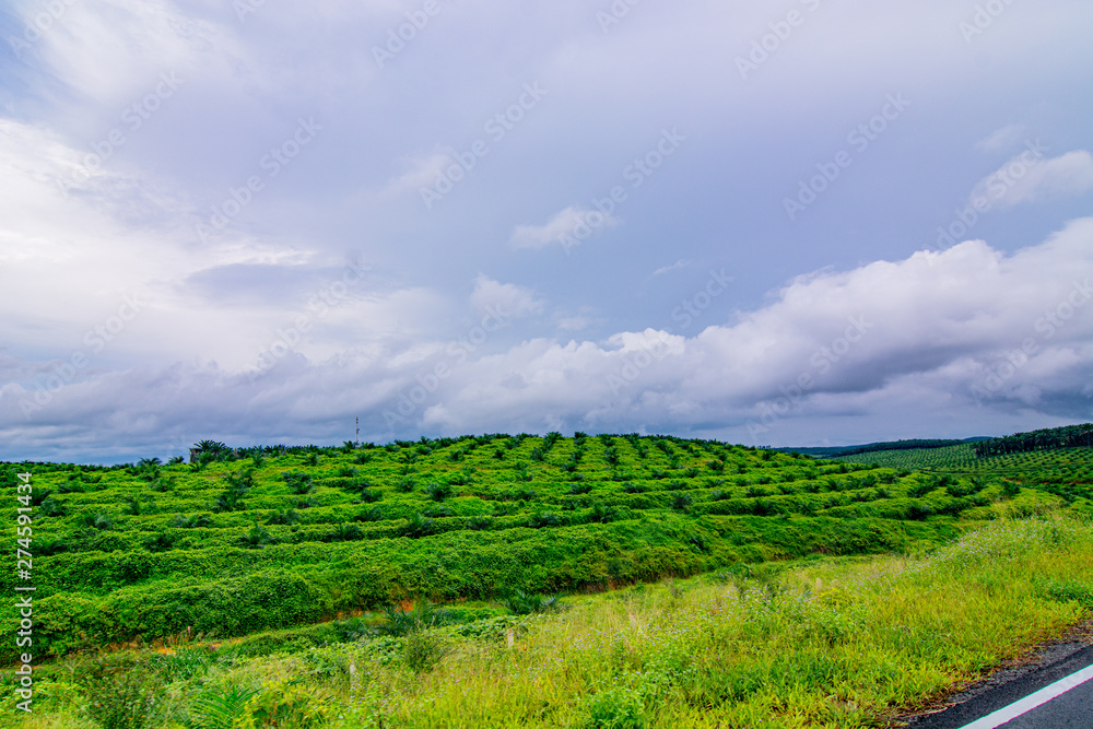 Palm oil tree replant in plantation at Malaysia