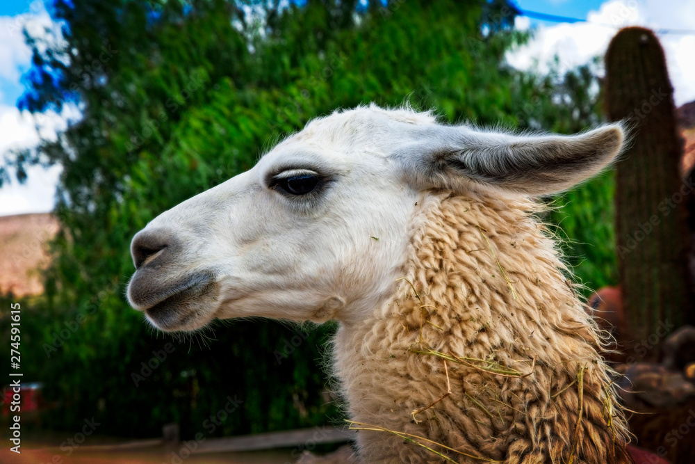 A beautiful llama in Salta, Argentina