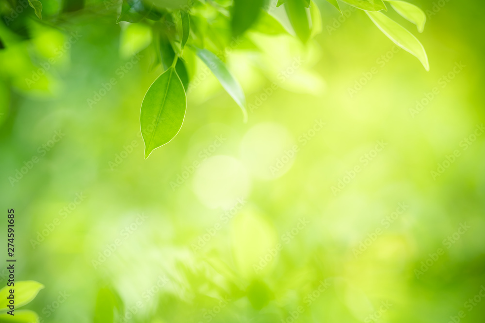 Nature of green leaf in garden at summer. Natural green leaves plants using as spring background cover page greenery environment ecology wallpaper Nature of green leaf in garden at summer. Natural green leaves plants using as spring background cover page greenery environment ecology wallpaper